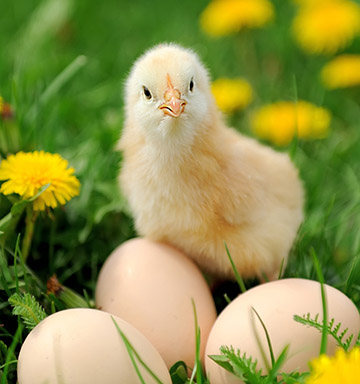 小鸡和鸡蛋2.jpg